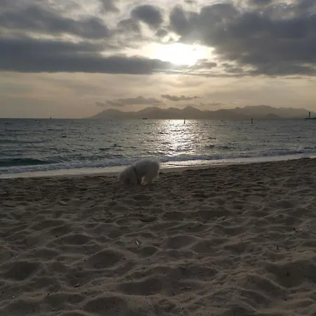 Palm Moure R Sunset * Cannes